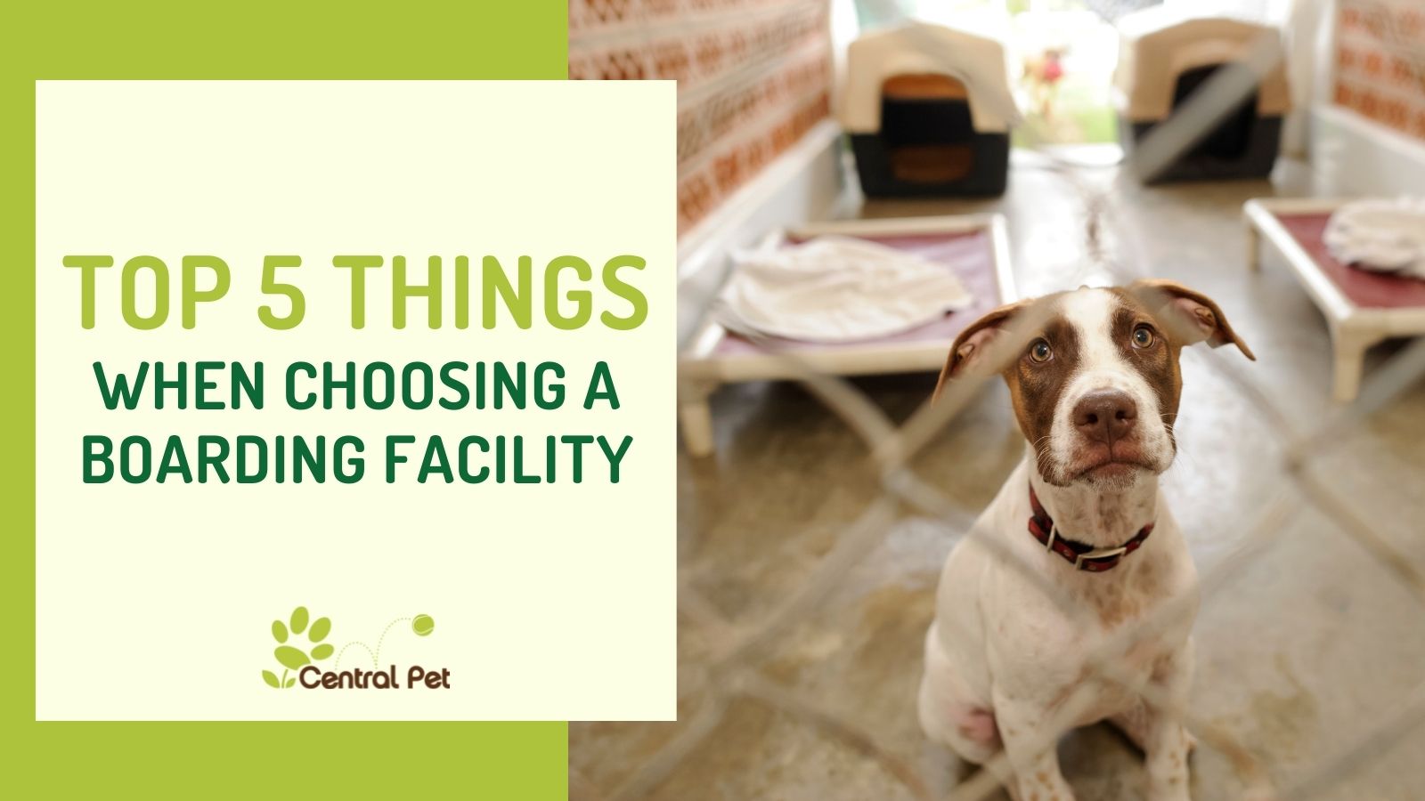 5-things-to-look-for-in-a-pet-boarding-facility-or-doggy-daycare